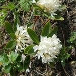 Daphne blagayana Flower