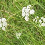 Oenanthe globulosa Habit