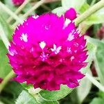 Gomphrena globosaFlor