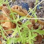 Verbena officinalis ഇല