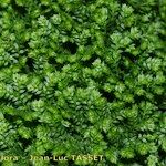 Selaginella apoda Vekstform