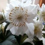 Helleborus niger Fleur