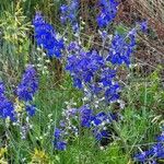 Delphinium scaposum Flower