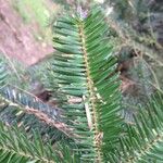 Abies numidica Лист