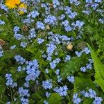 Myosotis alpestrisBloem