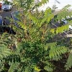 Ailanthus altissima Habitus