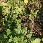 Brassica barrelieri Feuille