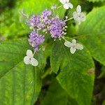 Hydrangea involucrata Blüte