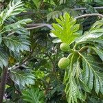 Artocarpus altilis Lapas