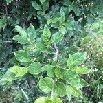 Euonymus europaeus葉