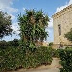 Yucca aloifolia Habitat