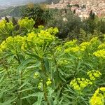 Euphorbia dendroides Floare