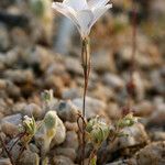 Linanthus dichotomus Συνήθη χαρακτηριστικά