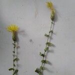 Klasea cerinthifolia Blüte