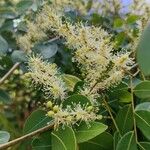 Copaifera langsdorffii Flower