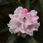 Rhododendron fulvum Kukka