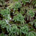 Saxifraga magellanica পাতা