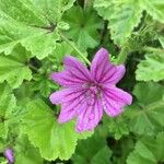 Malva neglecta花