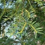 Torreya californica Folha