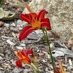 Hemerocallis fulvaΛουλούδι