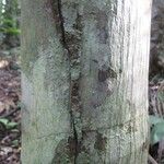Oenocarpus bataua Bark