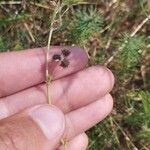 Medicago minima Fruit