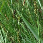 Carex panicea Hábito