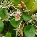 Begonia elaeagnifolia Flower
