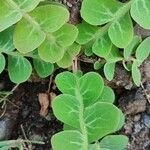 Sonchus ustulatus Leaf