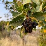 Crataegus douglasiiFroito