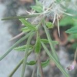 Epilobium roseum Fruit