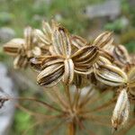 Molopospermum peleponnesiacum Fruit