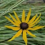 Rudbeckia fulgida Virág