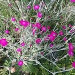 Lychnis coronariaFleur