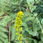 Solidago puberula Flower