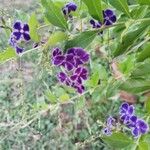 Duranta serratifolia Flor