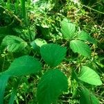 Rubus nigricans Blatt