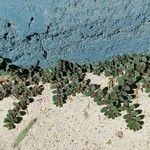 Euphorbia prostrata ഇല