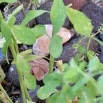 Euphorbia peplus Leaf