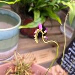 Drosera capensisÕis