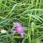 Centaurea nervosa花