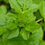 Nasturtium officinale Egyéb