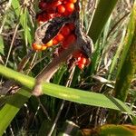 Iris foetidissima फल