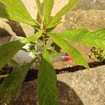 Solanum umbellatum Leaf