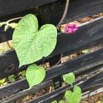 Ipomoea purpurea पत्ता