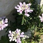 Iberis gibraltarica Çiçek
