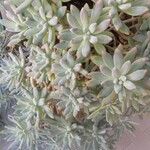 Dudleya greenei 叶