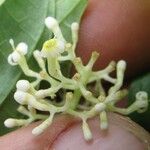 Psychotria acuminata Flor