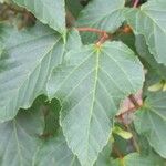 Acer davidii Feuille