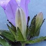 Campanula trachelium Blomst